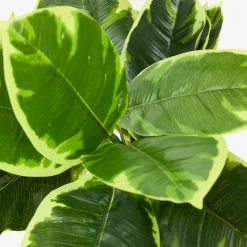 Planta artificial en maceta Ficus 145cm^Casa Viva Best