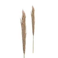 Rama de flor seca pampa 150cm^Casa Viva Outlet